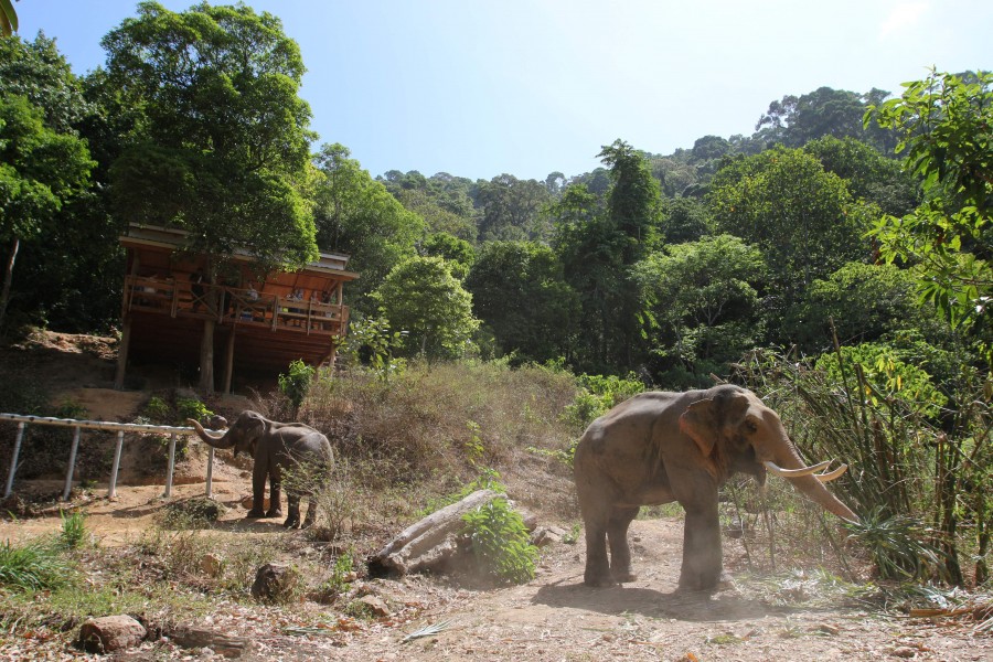 4 ปางช้างไทยชนะใจนักท่องเที่ยวทั่วโลก คว้ารางวัล Travelers’ Choice Awards Best of the Best 2024